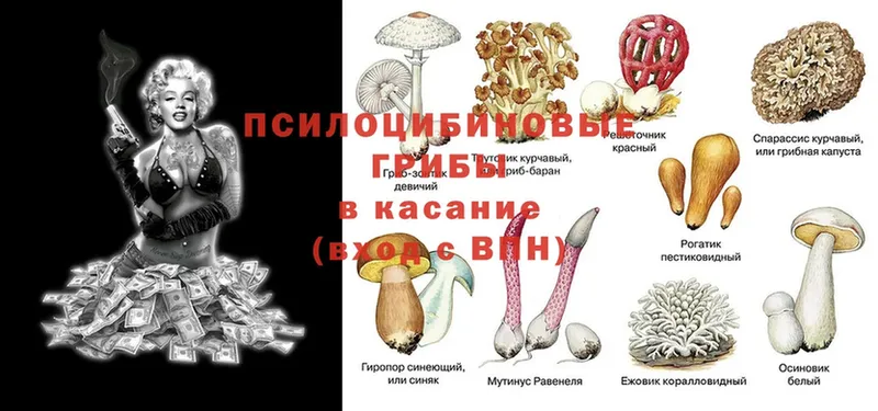 Псилоцибиновые грибы Psilocybine cubensis  хочу наркоту  shop наркотические препараты  Высоковск 